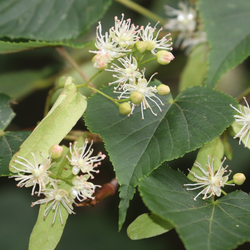 Japanese Lime