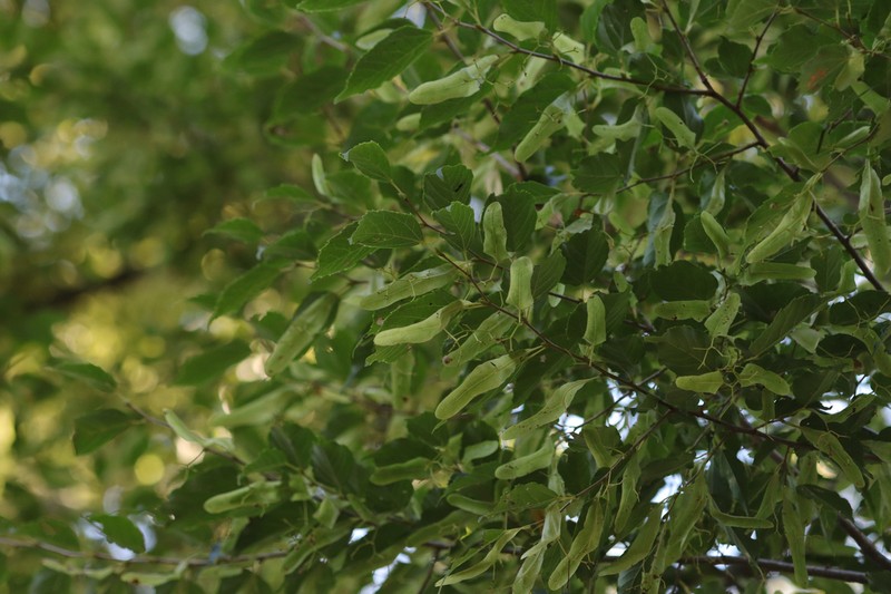 Tilia kiusiana photo 2