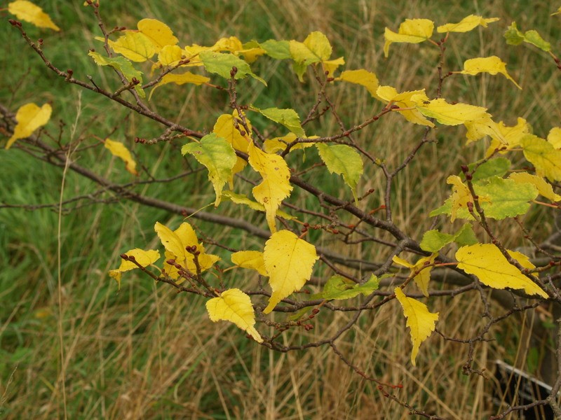 Tilia kiusiana photo 3