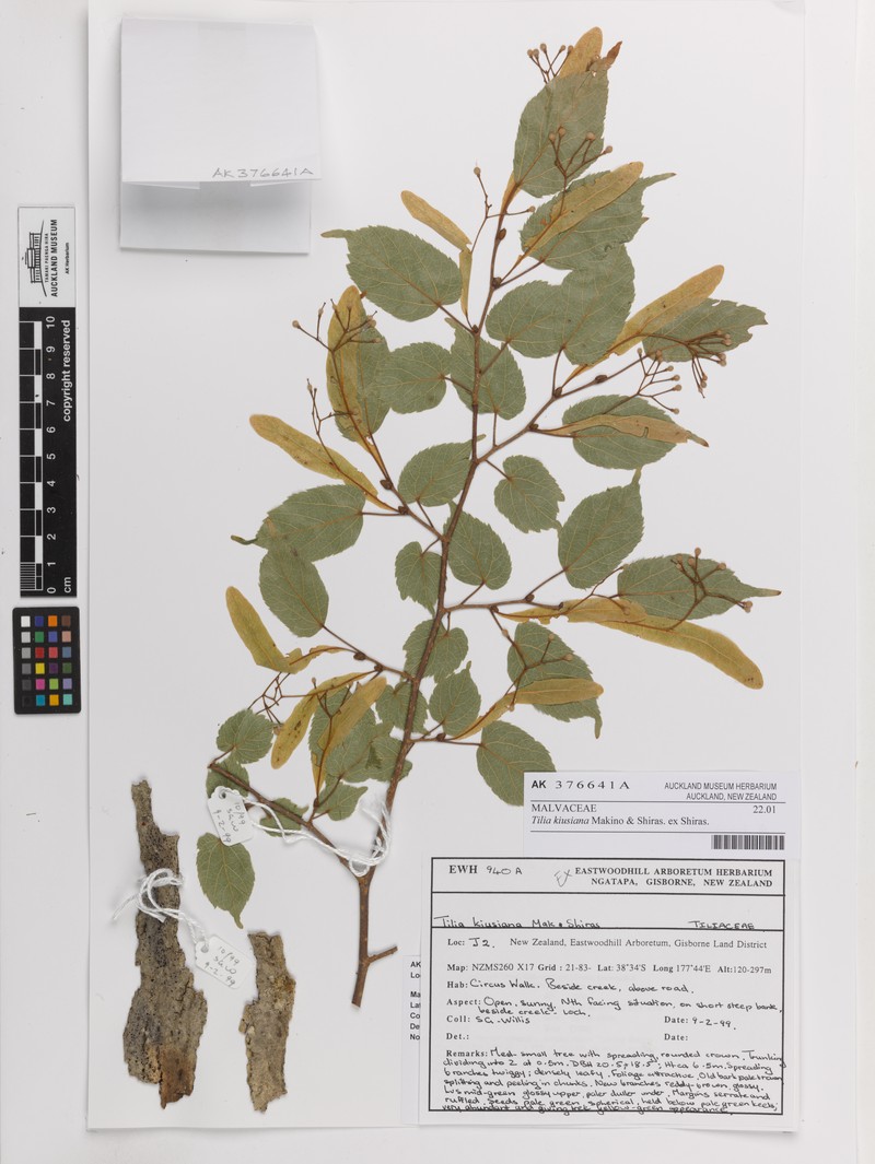 Tilia kiusiana photo 4