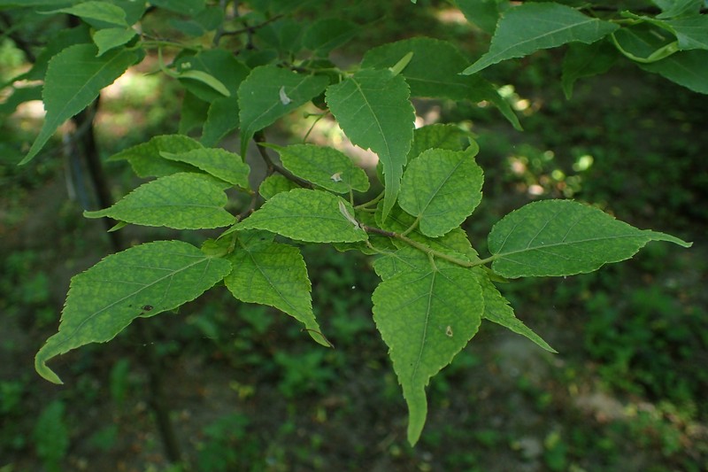 Tilia kiusiana photo 5