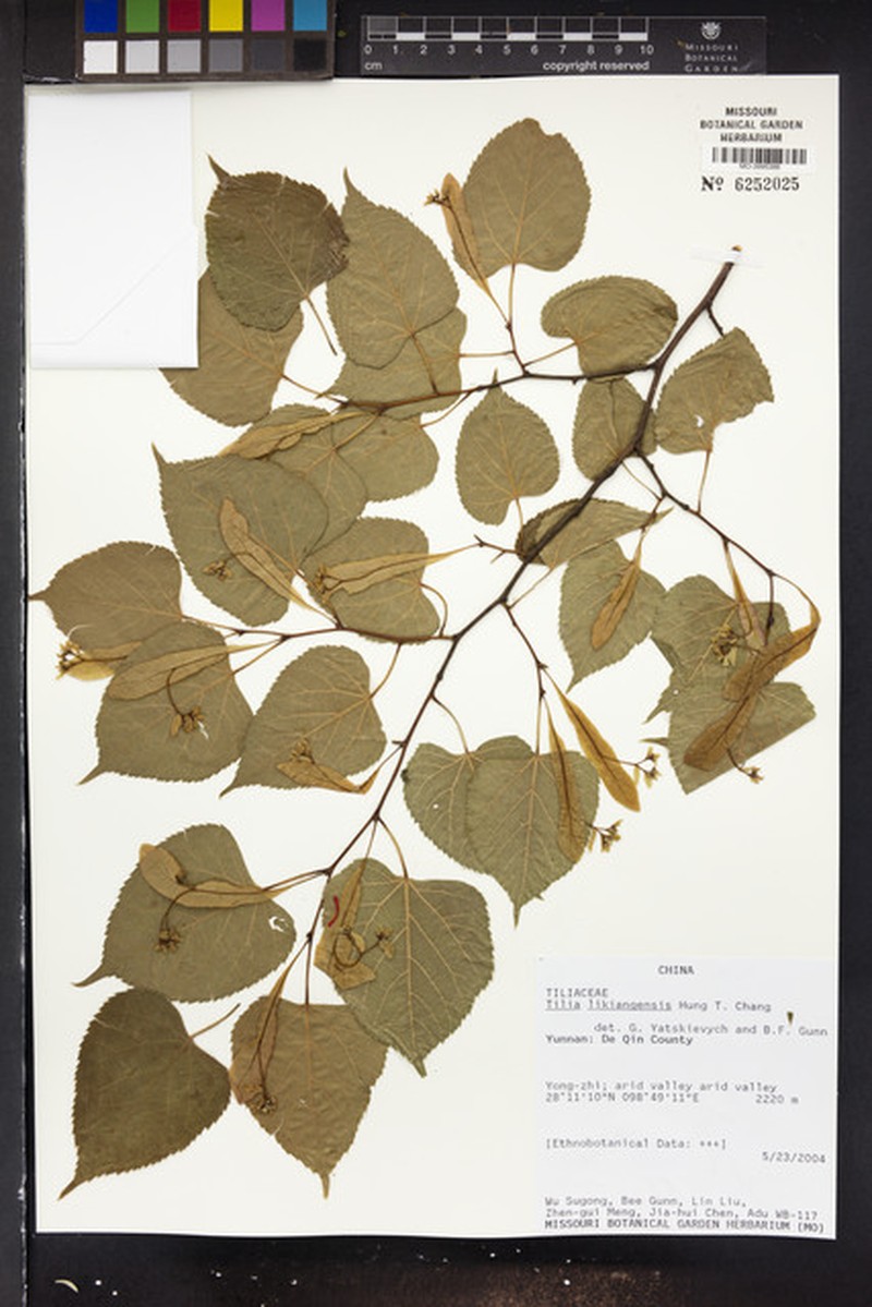 Tilia likiangensis