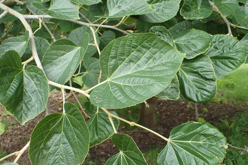 Tilia mandshurica