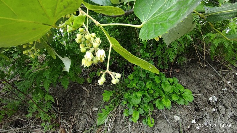 Tilia mandshurica photo 2