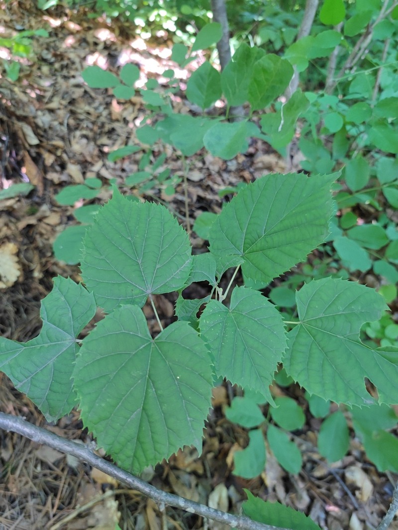Tilia mandshurica photo 3
