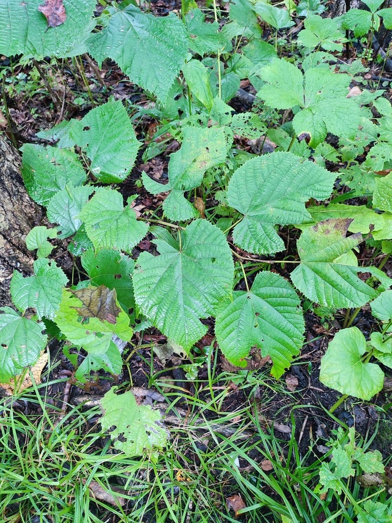 Tilia mandshurica photo 4