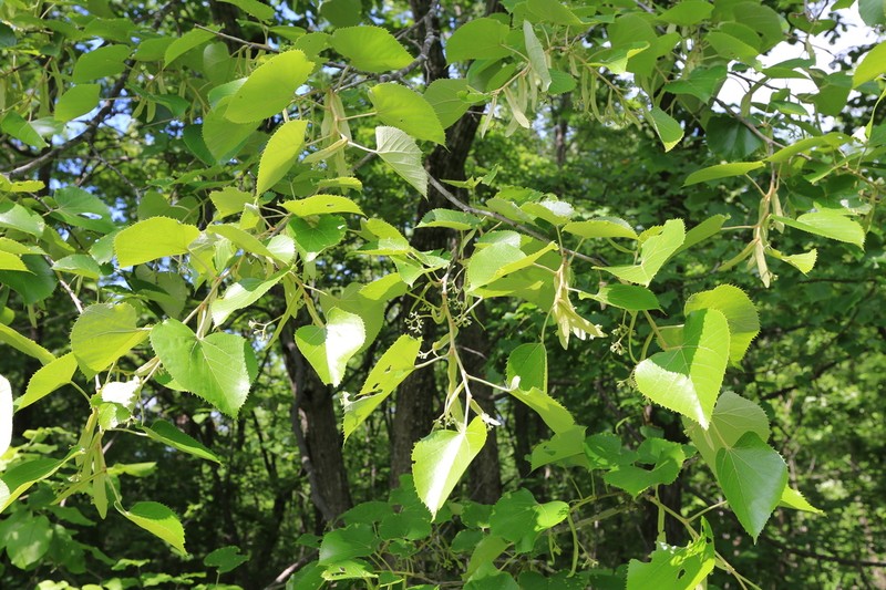 Tilia mandshurica photo 5