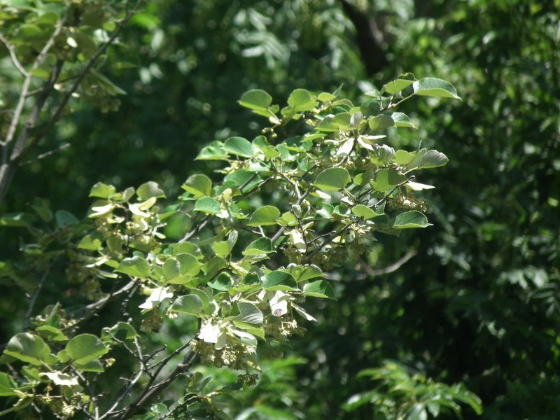 Tilia mandshurica photo 6