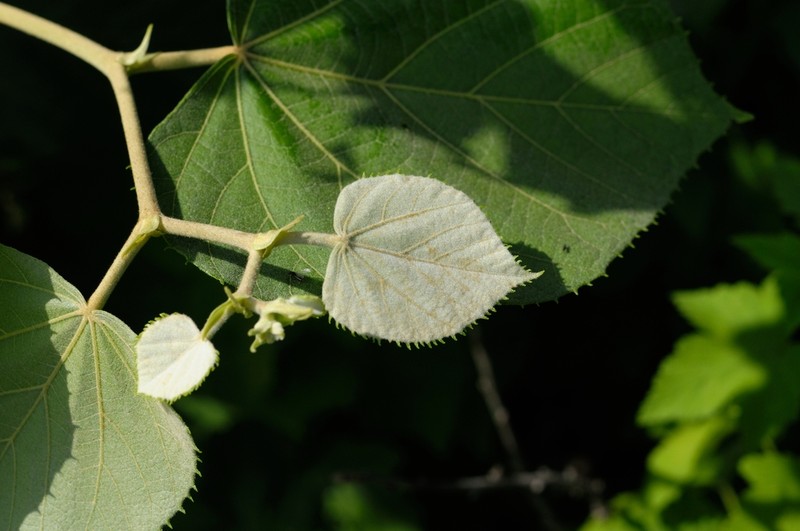 Tilia mandshurica photo 7