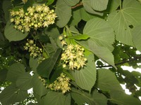 Tilia maximowicziana