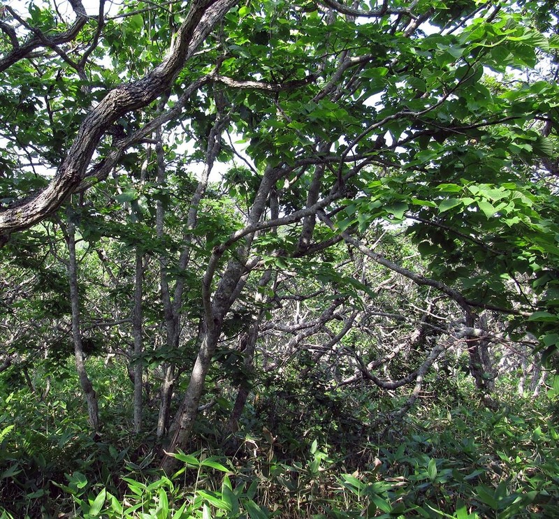 Tilia maximowicziana photo 2
