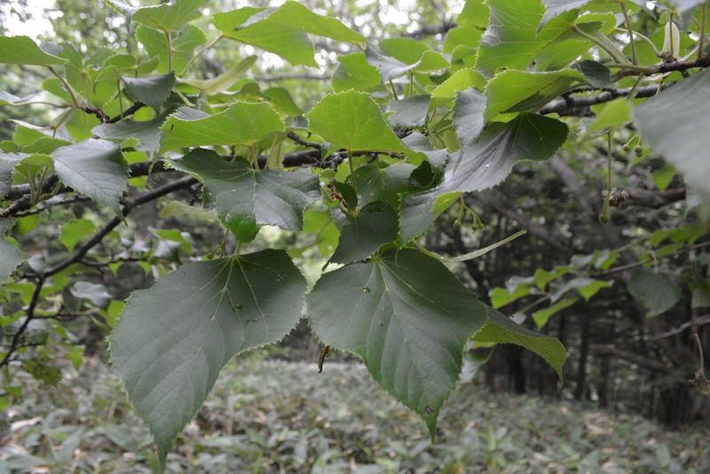 Tilia maximowicziana photo 3