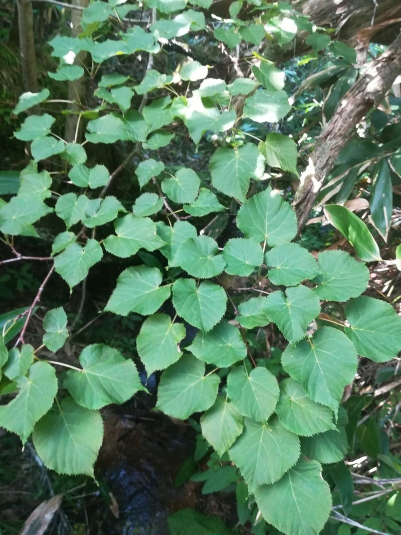 Tilia maximowicziana photo 4