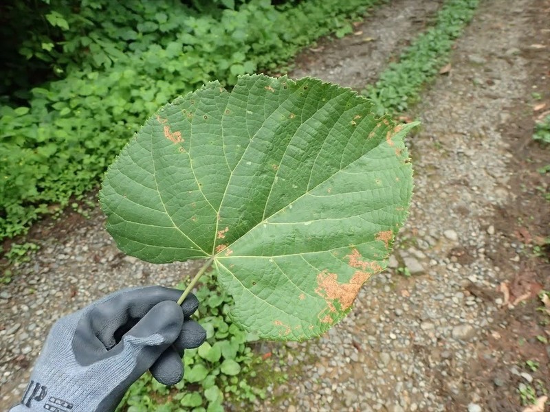 Tilia maximowicziana photo 5