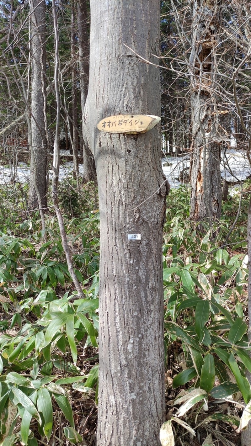 Tilia maximowicziana photo 6