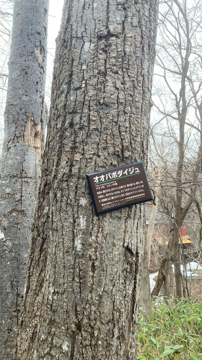 Tilia maximowicziana photo 7