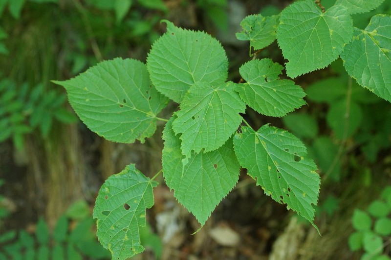 Tilia maximowicziana photo 8