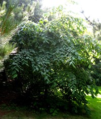 Tilia mexicana