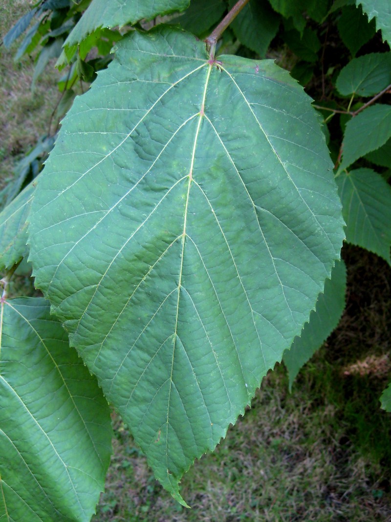 Tilia mexicana photo 2