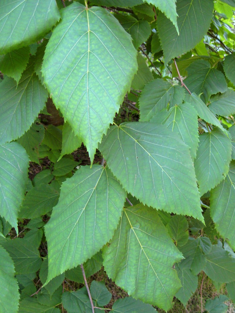Tilia mexicana photo 3