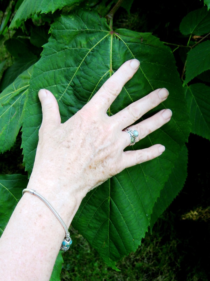 Tilia mexicana photo 4