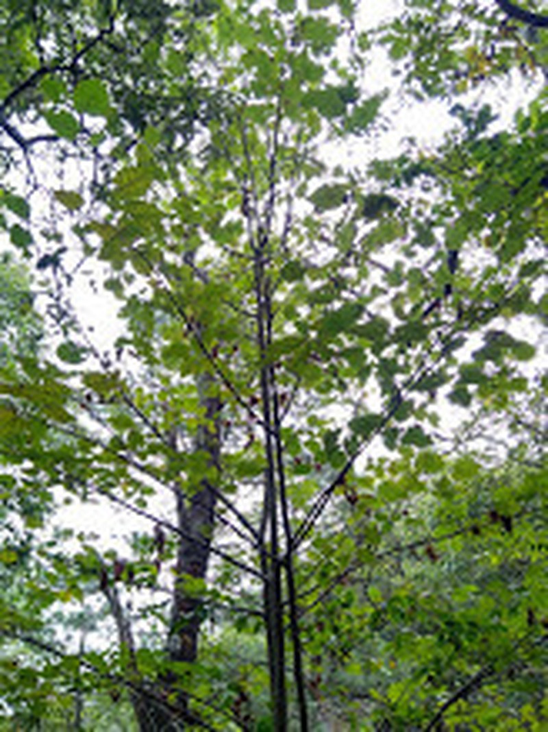Tilia mexicana photo 6