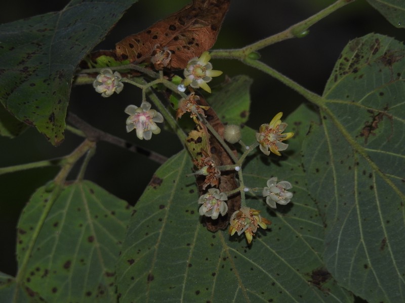 Tilia mexicana photo 7