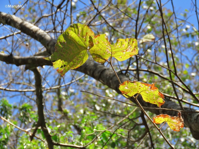 Tilia mexicana photo 8