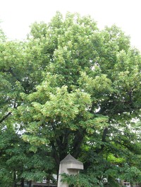 Tilia miqueliana
