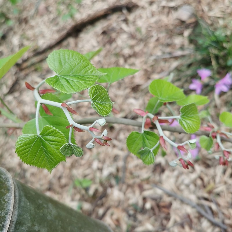 Tilia miqueliana photo 2