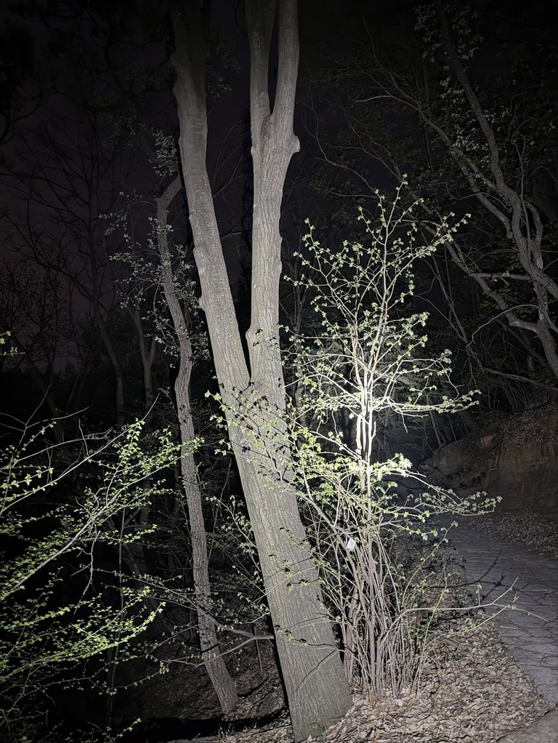 Tilia miqueliana photo 4