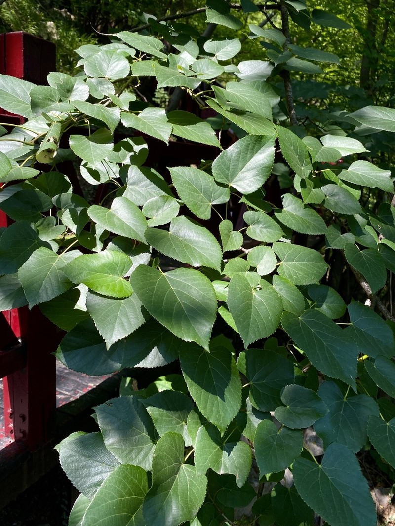 Tilia miqueliana photo 5