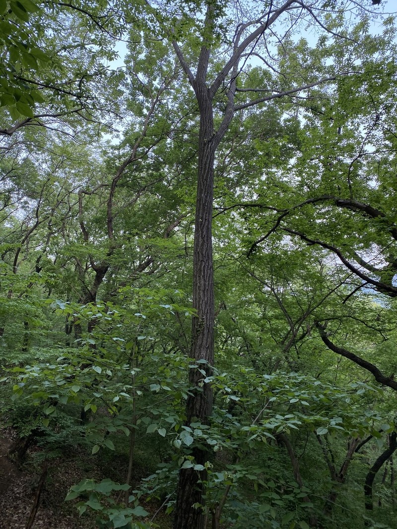 Tilia miqueliana photo 6