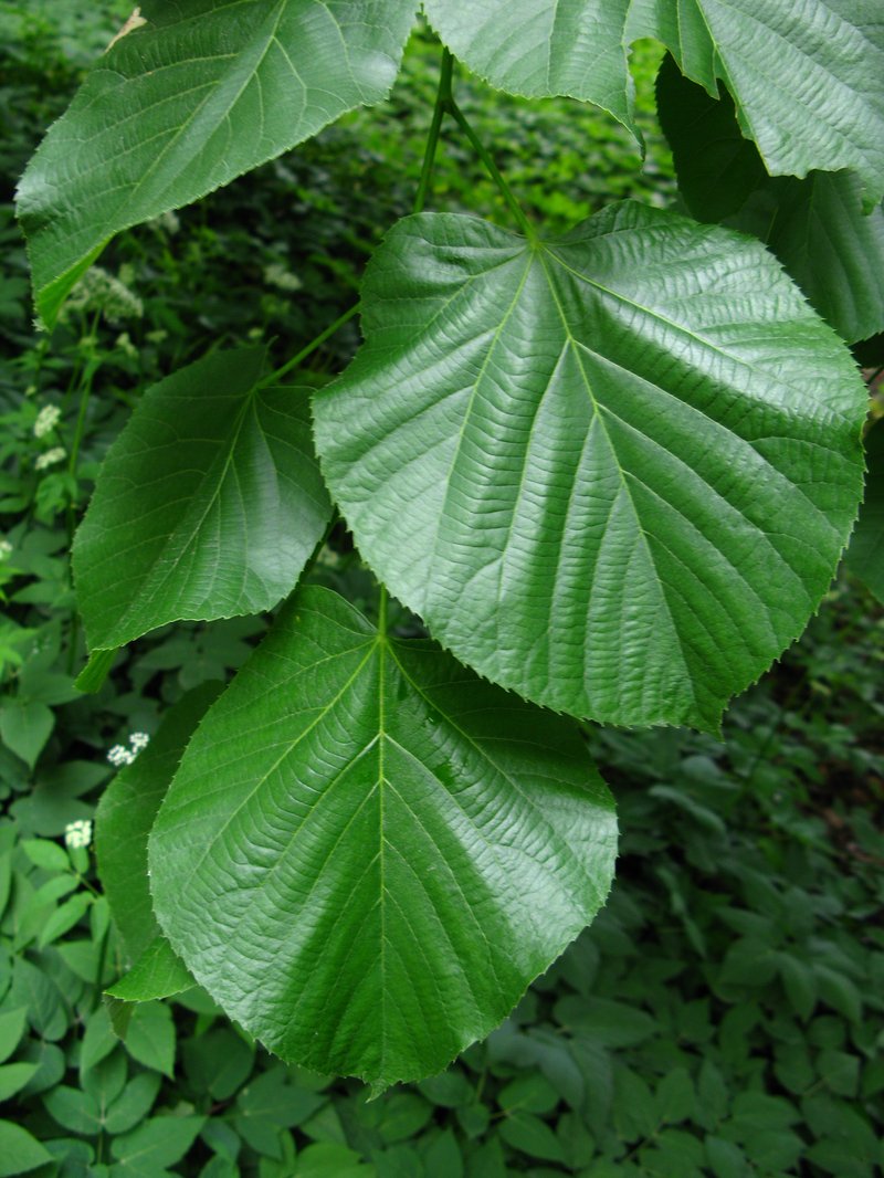 Tilia moltkei