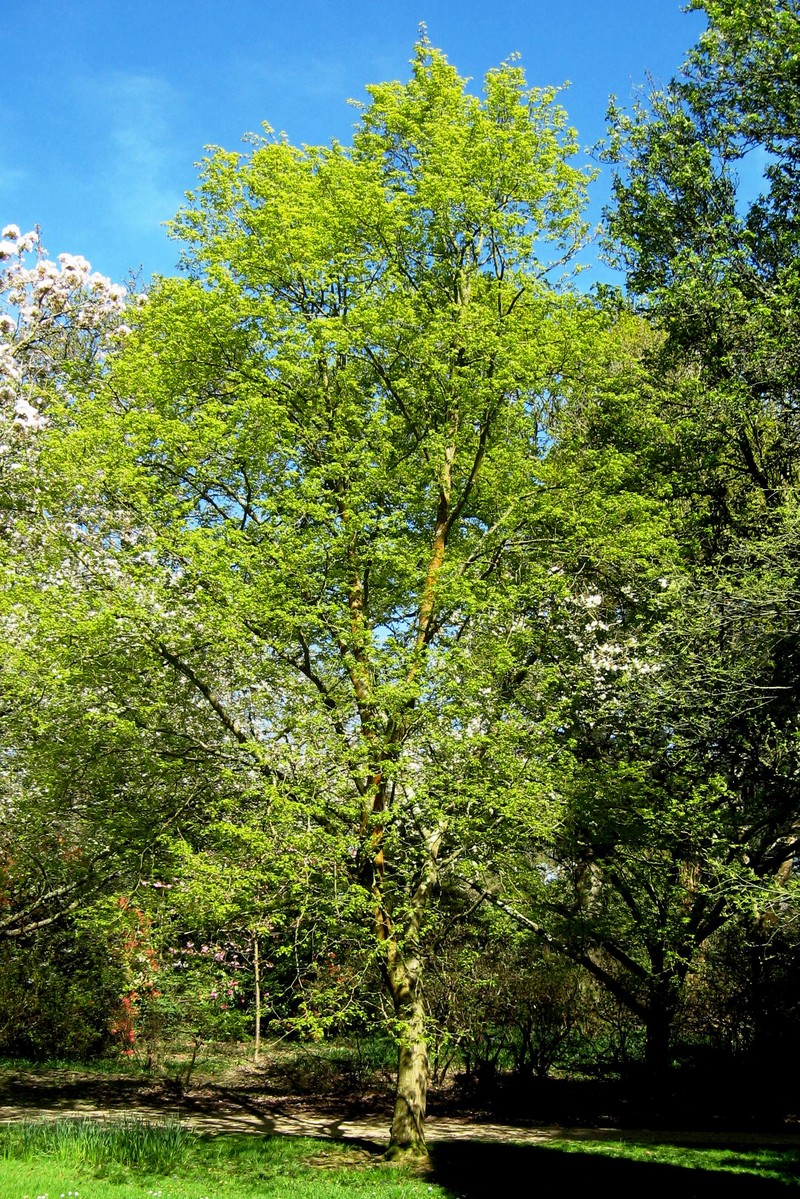 Tilia mongolica