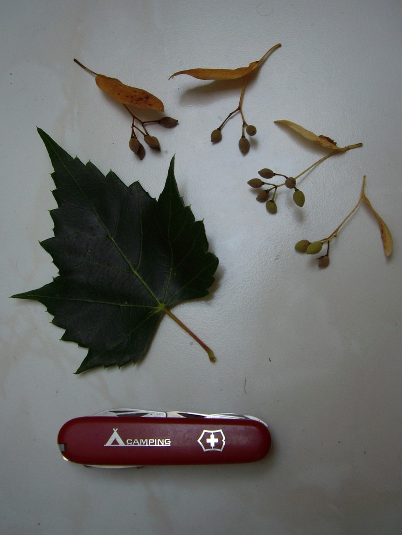Tilia mongolica photo 2