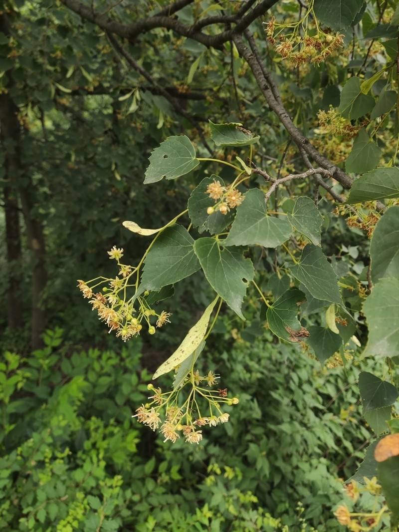 Tilia mongolica photo 3
