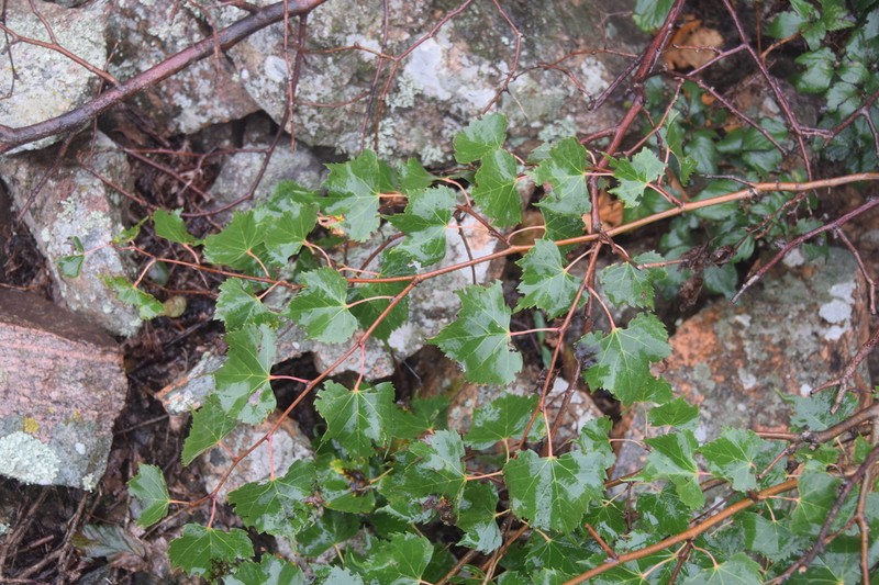 Tilia mongolica photo 4