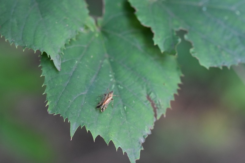 Tilia mongolica photo 5