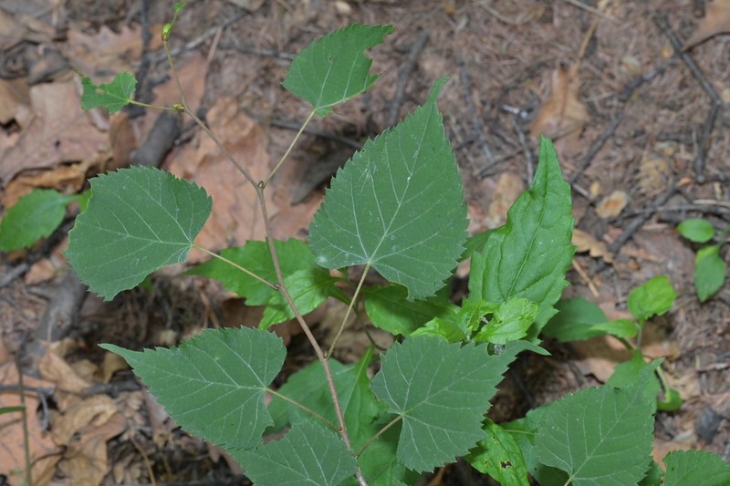 Tilia mongolica photo 6