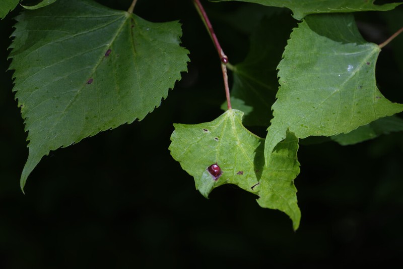 Tilia mongolica photo 7