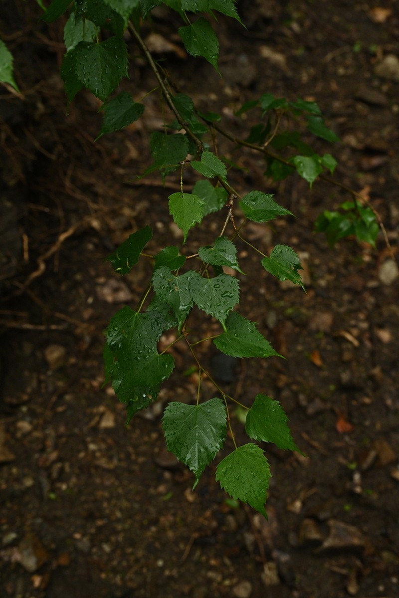 Tilia mongolica photo 8
