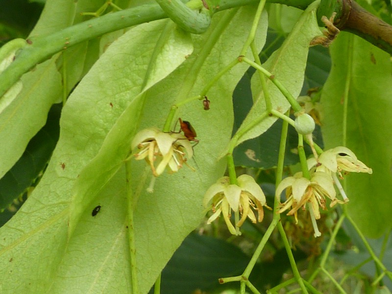 Tilia nobilis photo 2