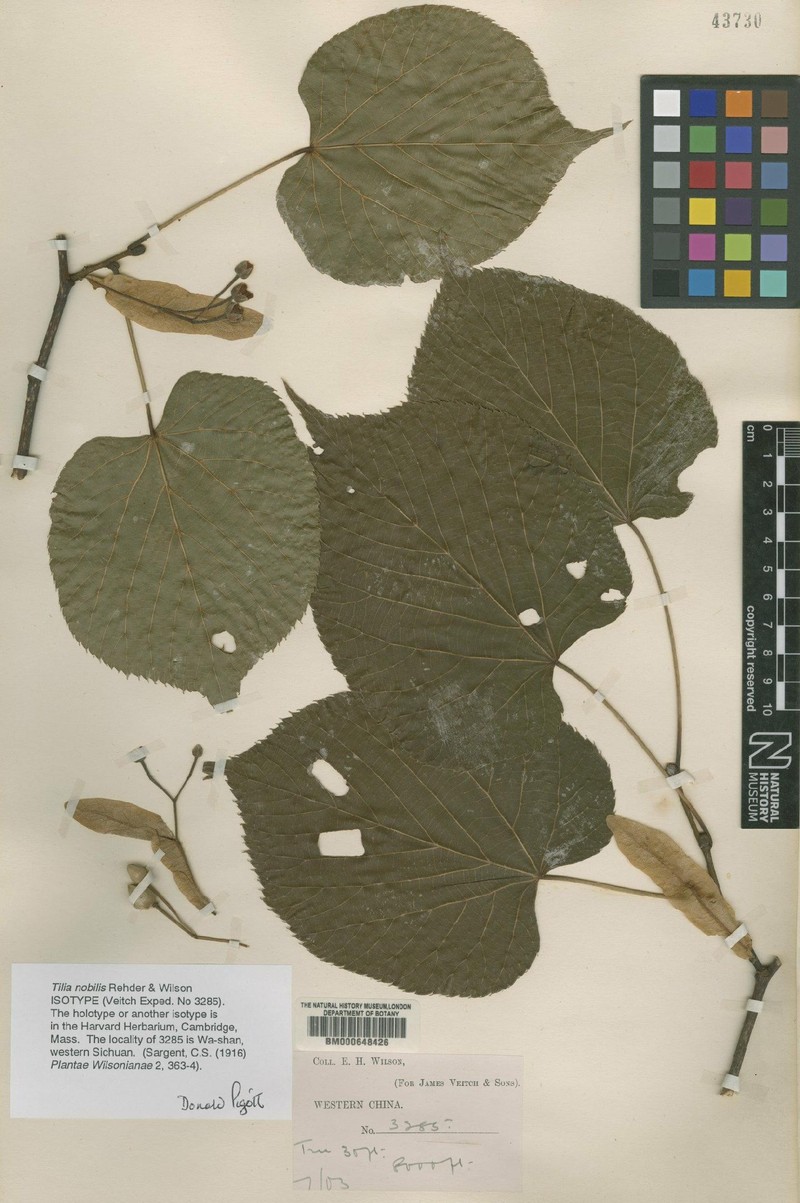 Tilia nobilis photo 3