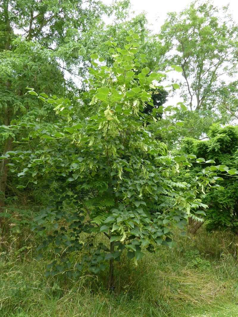 Tilia nobilis photo 4