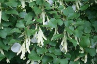 Tilia oliveri
