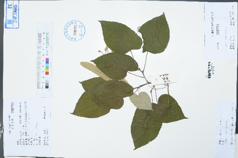 Tilia oliveri photo 3