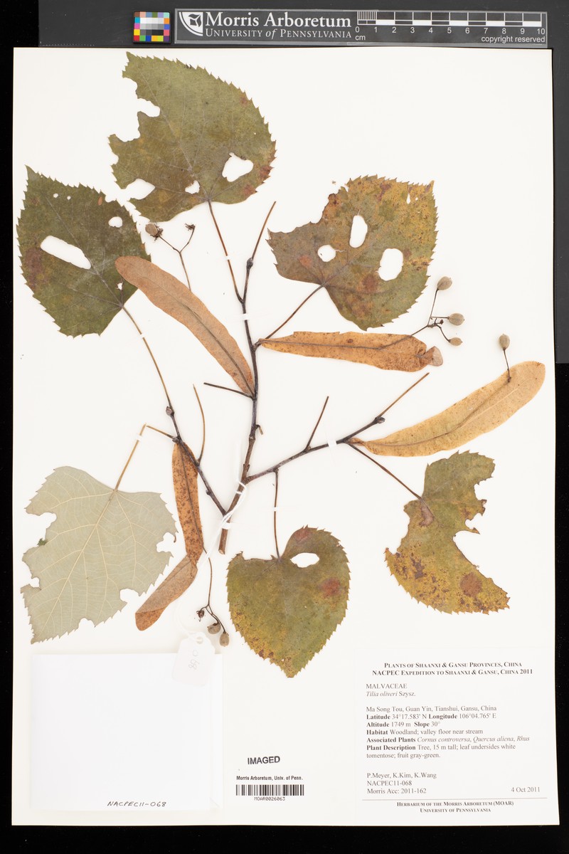Tilia oliveri photo 4