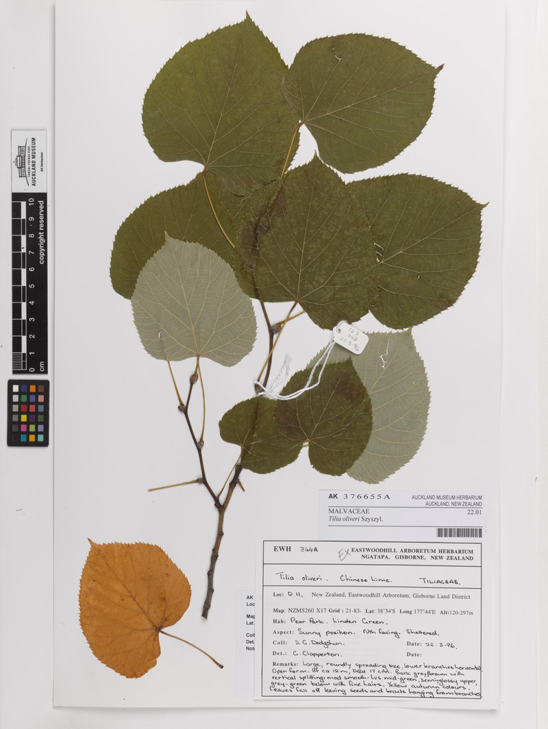 Tilia oliveri photo 5