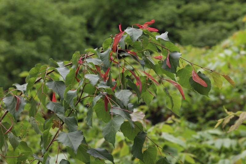 Tilia paucicostata photo 2